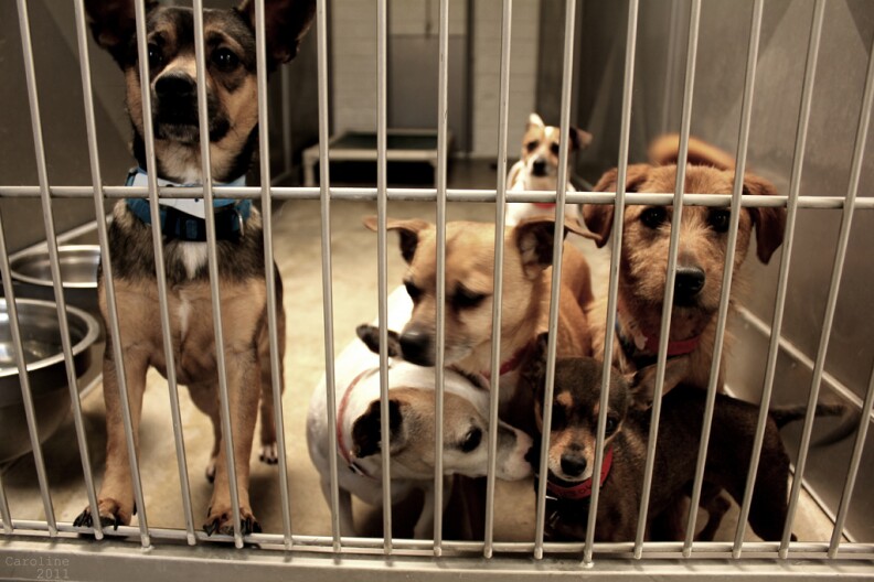 File: Dogs at an animal shelter.