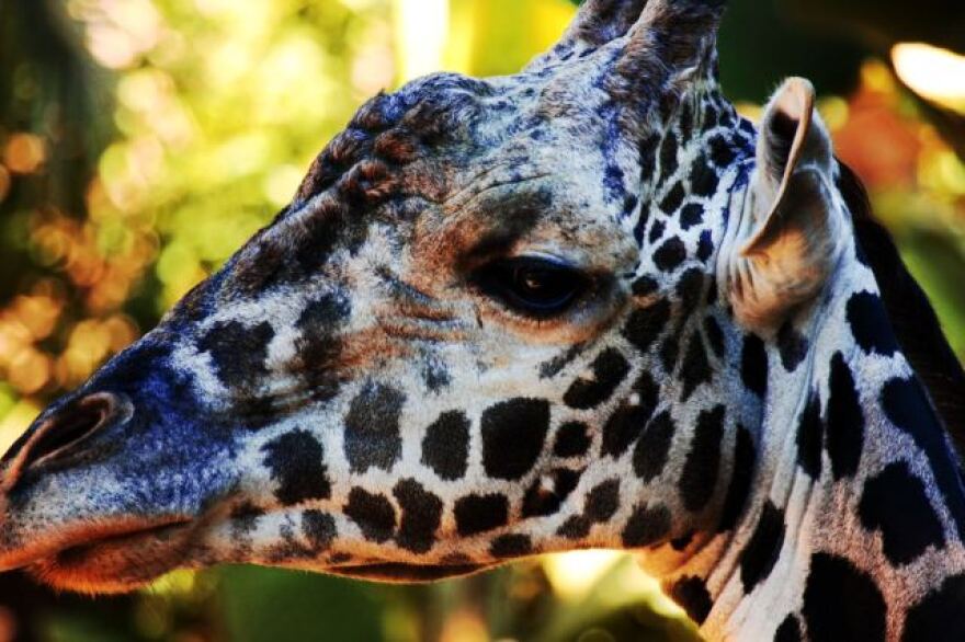 giraffe.jpg
