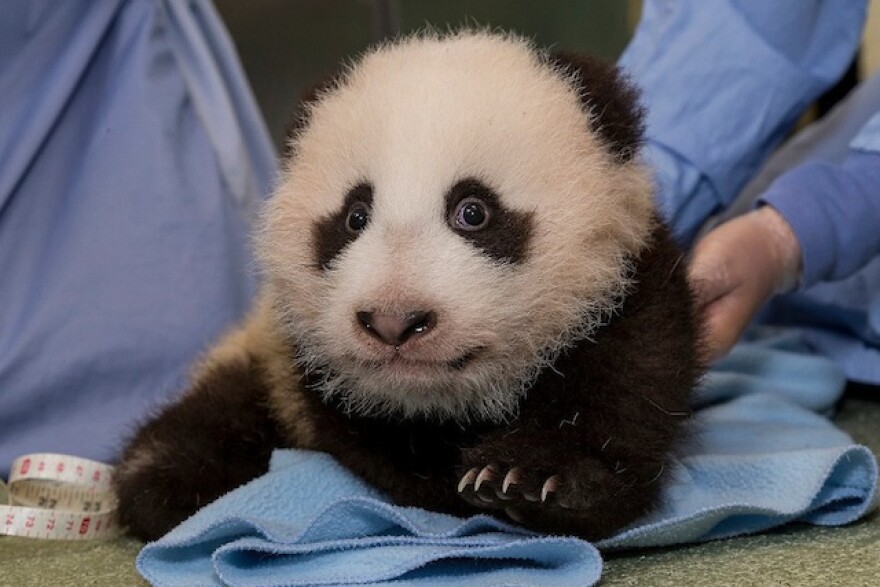 sdzoo-panda-xiaoliwu.jpg
