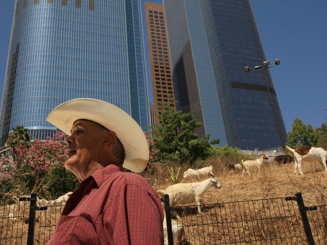 LOS ANGELES, CA - SEPTEMBER 09:  Goat-keeper George Gonzales watches over a herd of 100 South African Boer goats chews on tough weeds and dry grasses to clear a steep hillside lot near the Angels Flight funicular railroad on September 9, 2008 in the Bunker Hill high-rise district of downtown Los Angeles, California. Leaders of the Los Angeles Community Redevelopment Agency rented the goats as an economical and environmentally friendly alternative to using gas-powered weed-whacker-wielding humans. Human workers would have charged as much as $7,500 to clear the 2 ½-acre Angels Knoll lot. The goats cost only about $3,000 and there will be no overtime charges. An additional 50 goats will be added to the herd soon to help complete the job in the next week to 10-days.  (Photo by David McNew/Getty Images)