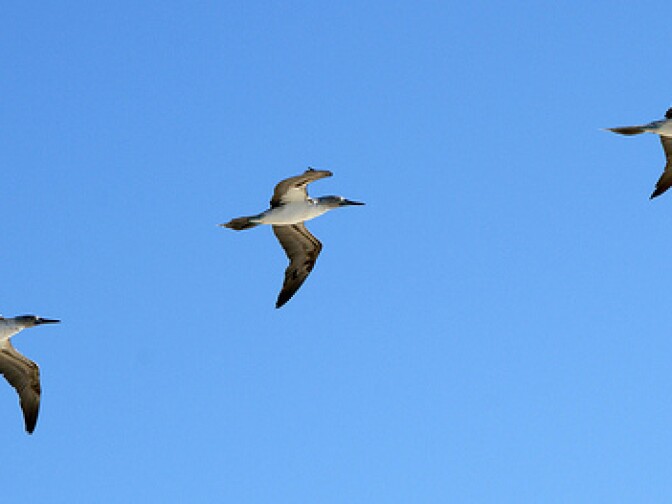 Blue-footed Boobies in flight.