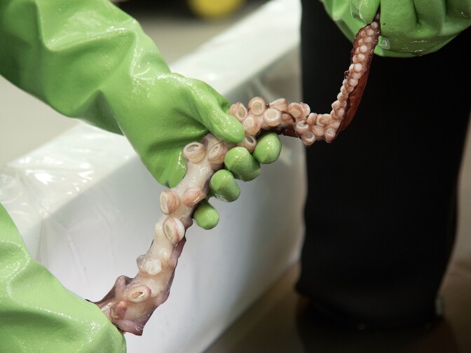 The giant squid was discovered in Antarctica's Ross Sea by a fisherman.