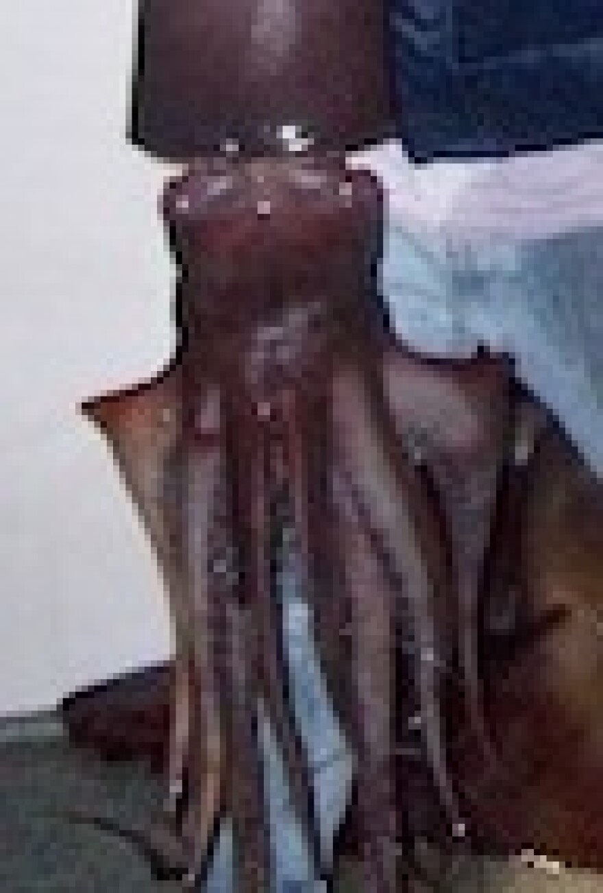 giant-squid-invasion-2.jpg