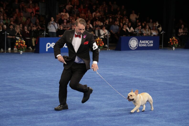 A man in a black tuxedo with a red bow tie runs alongside a small beige bulldog. They are on a blue rug and performing at the National Dog Show.
