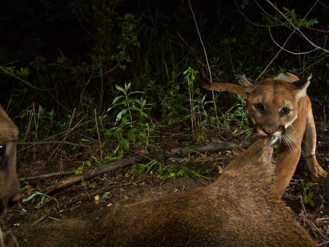 National Park Service: "Mom digs in while one of her kittens looks on. Because biologists estimate her age at only 3-4 years old, it's possible this is P-39's first litter of kittens."