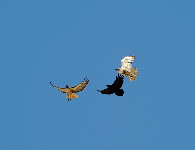 Two peregrine falcons chase a black crow from their nest during a handing off ceremony of the first of six C-17 Globemaster III airlifters built for the United Arab Emirates Air Force and Air Defence at the Boeing final assembly facility at Long Beach Airport on May 10, 2011 in Long Beach, California. 