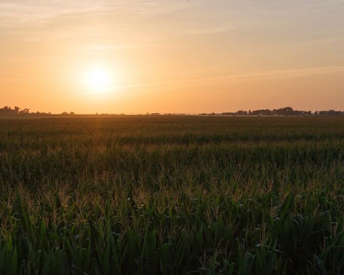 A sun sets over a cornfield.