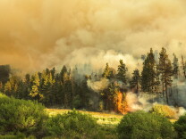A stand of trees go torch on the northern flank of the Lake Fire Thursday afternoon. 