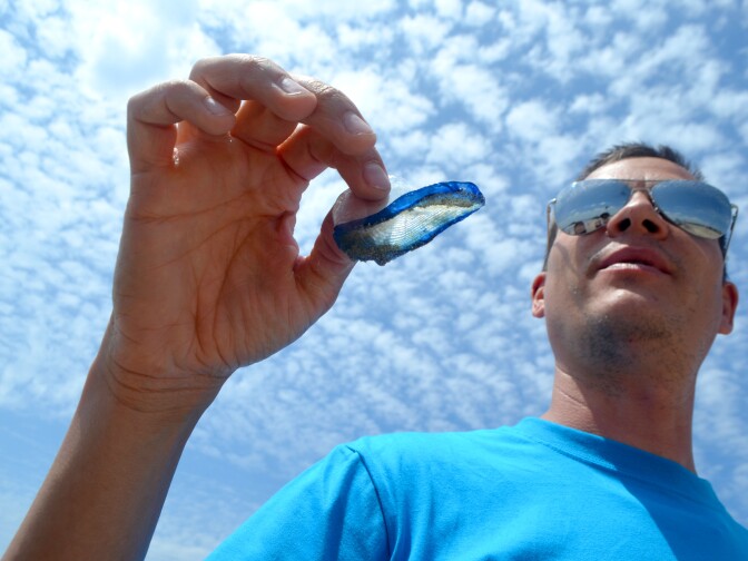 Louis Perez holds one of the jellyfish. The sting of this particular type of animal is not strong enough to be felt by most people.