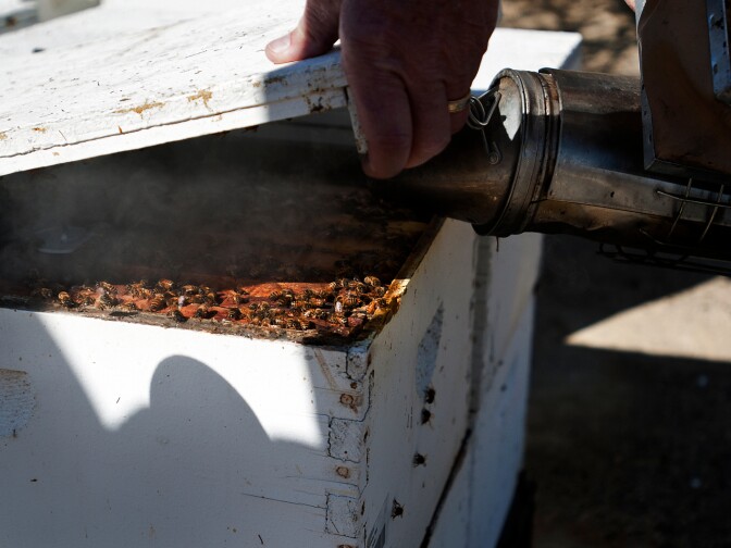 Dr. Gordon Wardell smokes a hive box before opening it. As many as 20,000 to 30,000 bees live in each of the white hive boxes.