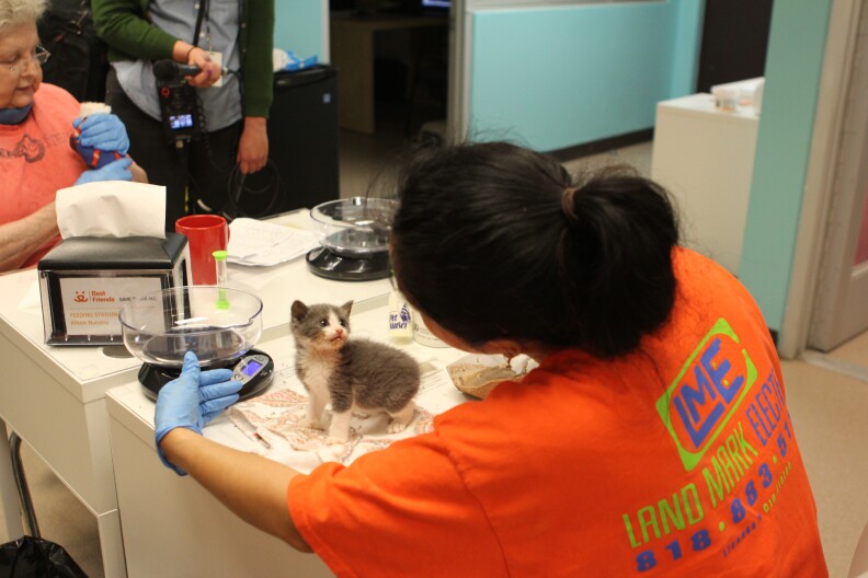 Kittens are weighed regularly to make sure they aren't losing weight.