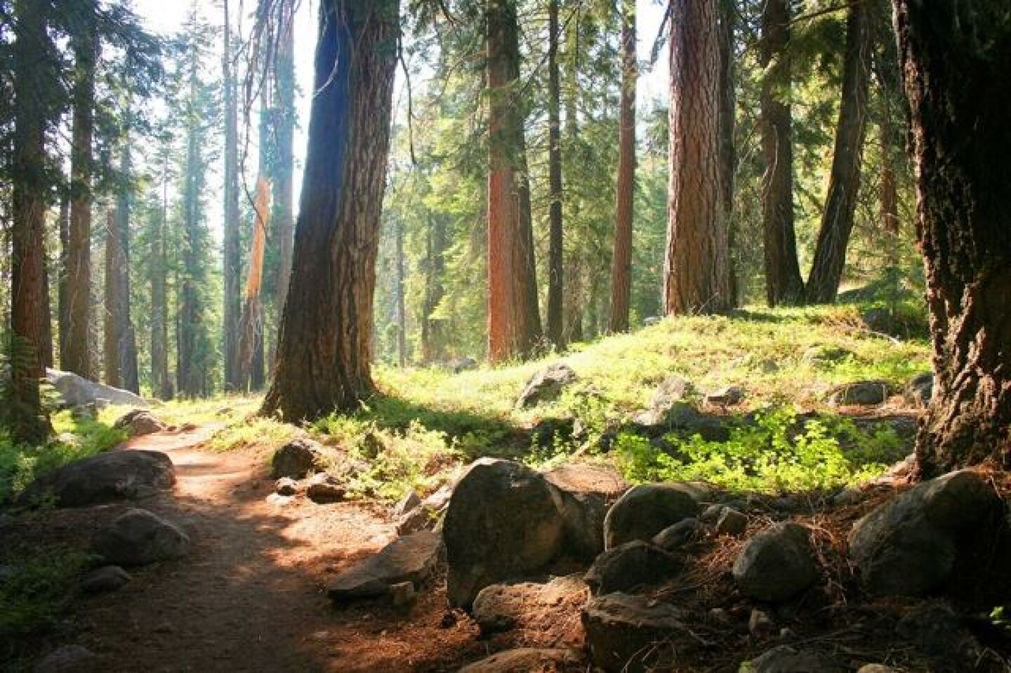 sequoia_national_park2.jpg