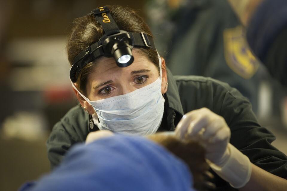 Dr. Jamie Peyton, chief of the Integrative Medicine Service at UC Davis Veterinary Medical Teaching Hospital examines burned bear paws.