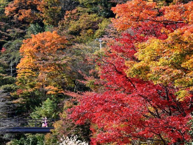 People walk past trees in autumn in Hakone, Kanagawa prefecture, some 100 kilometers west of Tokyo, on November 17, 2016.