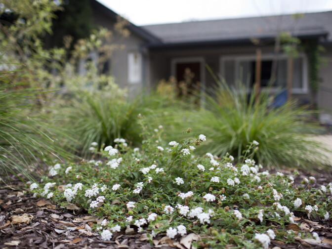 The turf outside this Pasadena home was transformed into a drought-friendly yard using the Metropolitan Water District's Cash for Grass program in October 2014. The $450 million water conservation program has now ran out of money.