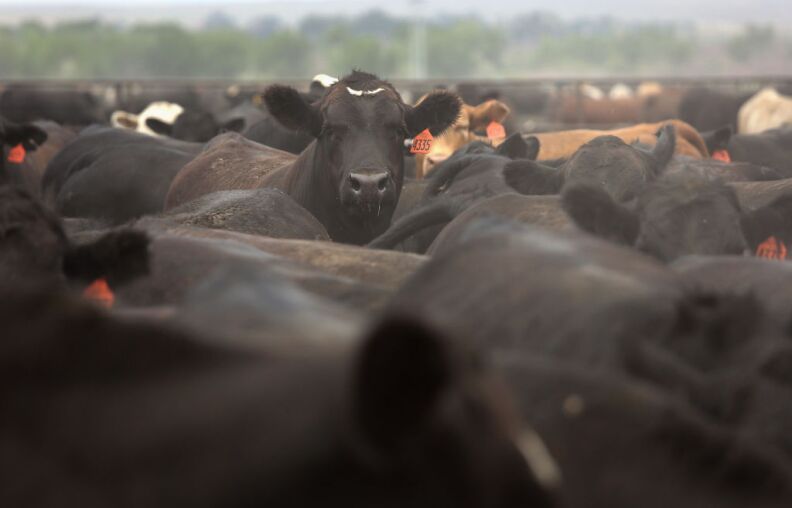 The California drought is causing the price of beef to rise. 