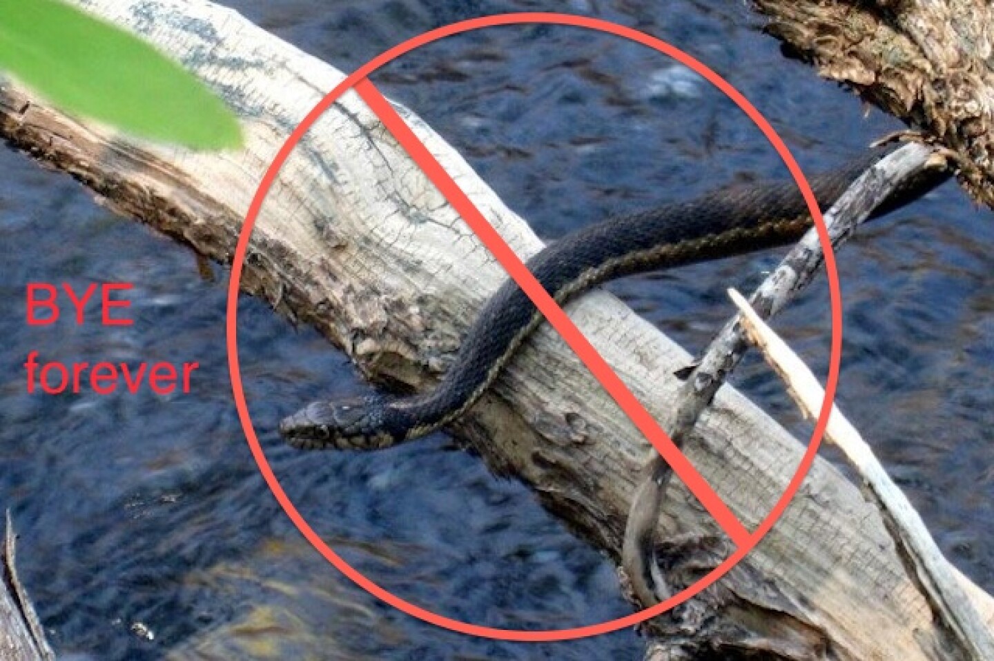 bye-snakes.jpg