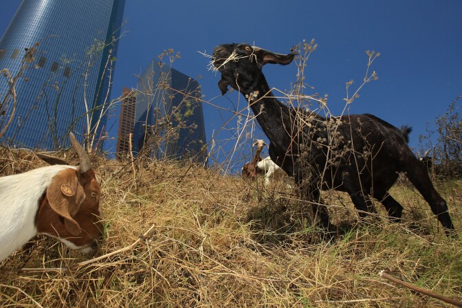 LOS ANGELES, CA - SEPTEMBER 09:  A herd of 100 South African Boer goats chews on tough weeds and dry grasses to clear a steep hillside lot near the Angels Flight funicular railroad on September 9, 2008 in the Bunker Hill high-rise district of downtown Los Angeles, California. Leaders of the Los Angeles Community Redevelopment Agency rented the goats as an economical and environmentally friendly alternative to using gas-powered weed-whacker-wielding humans. Human workers would have charged as much as $7,500 to clear the 2 ½-acre Angels Knoll lot. The goats cost only about $3,000 and there will be no overtime charges. An additional 50 goats will be added to the herd soon to help complete the job in the next week to 10-days.  (Photo by David McNew/Getty Images)