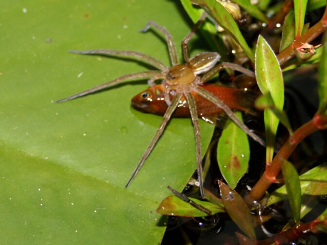 Fishing spider Dolomedes facetus captured fish (genus Xiphophorus) in garden pond near Brisbane, Queensland, Australia.
