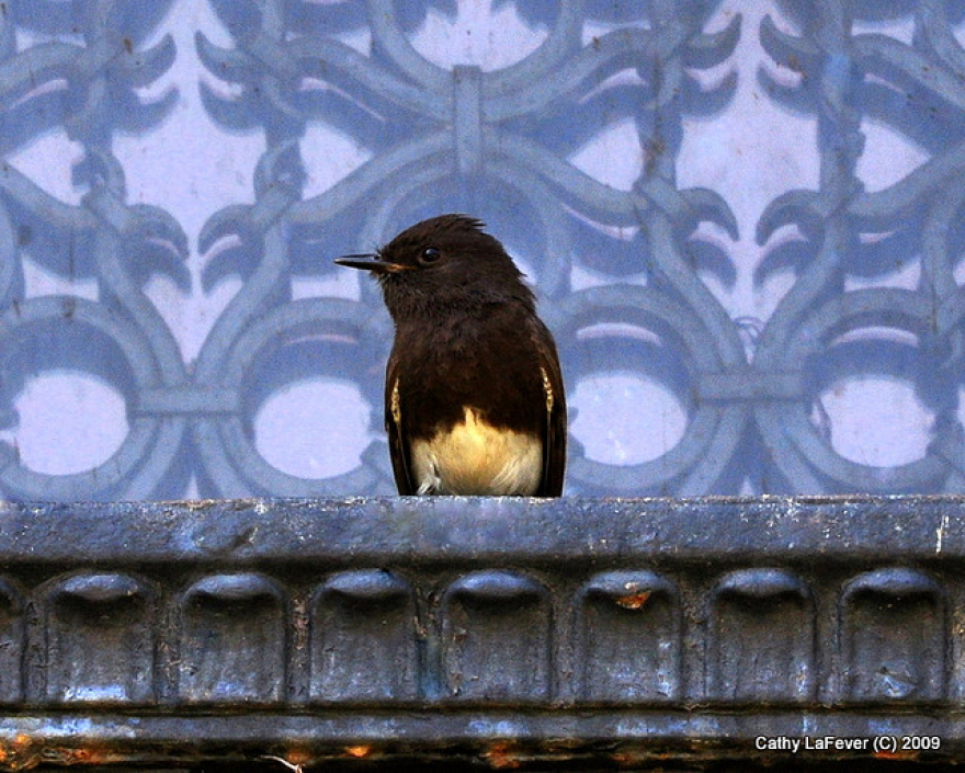 birdbird.png
