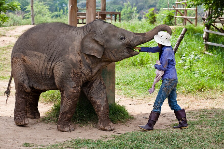 elephant laist.jpg