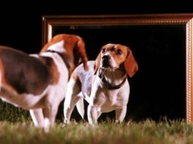 A beagle named Daisy looks at what could one day be a cloned image of herself in College Station, Texas March 9, 2000.