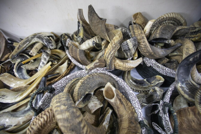 A bunch of dried ram horns.