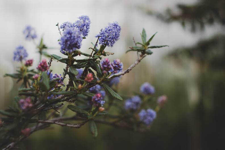 A purple flower plant