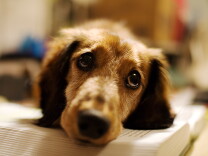 This dog doesn't want to do agility exercises but maybe yours does. 