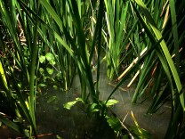 Standing water with vegetation at the San Jacinto Wildlife Area.