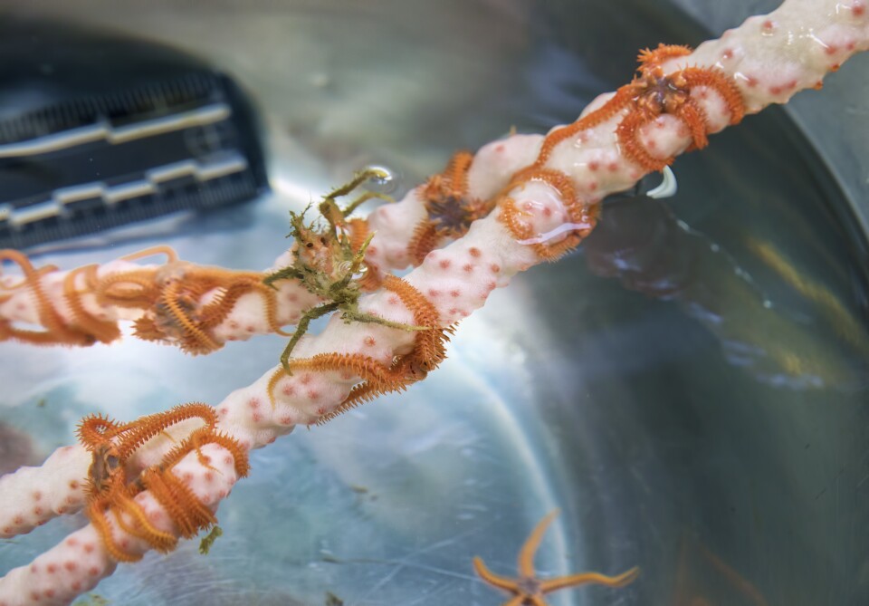 Scientists examine coral, a crab and a brittle star in the "wet lab"
