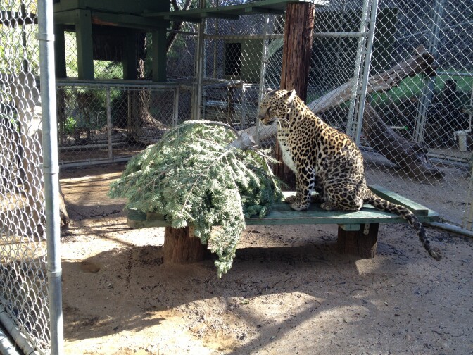 A leopard ponders what to do with the Christmas tree in its cage. The rescued wild animals at the Wildlife WayStation are given trees, rosemary, and magnolia branches regularly, which they enjoy playing with in the same way that domestic cats like catnip.