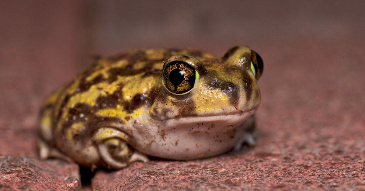 A new Ice Age toad has been found in LA. Why the discovery matters