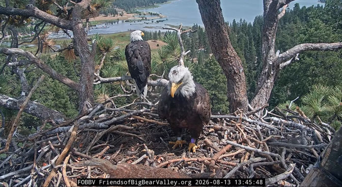 Two bald eagles in a nest of twigs overlooking a large, blue lake. One of the eagles is perched on a branch to the front left, while another younger eagle is standing in the middle. The younger eagle has a silver band on the leg to the left and a lavender band on the leg to the right.