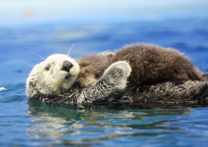 Tokyo, JAPAN: A five-year-old female Russian sea otter Meel (L) holds her baby on her chest and swims in the large fish tank during a press preview at the Sunshine International Aquarium in Tokyo 13 June 2007. The aquarium unveiled the baby Russian sea ottar, born at the aquarium 02 June.     AFP PHOTO / Yoshikazu TSUNO (Photo credit should read YOSHIKAZU TSUNO/AFP/Getty Images)