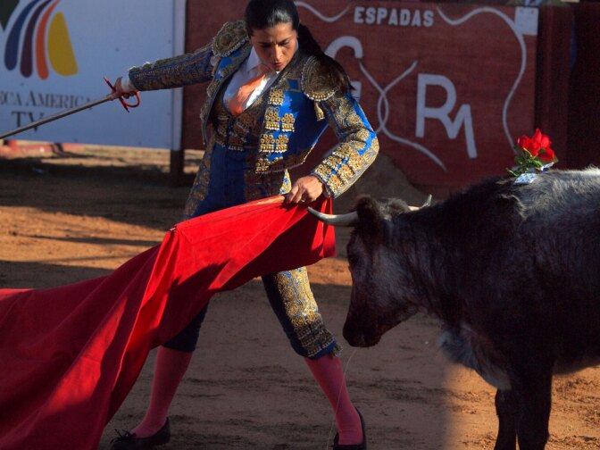 Lupita Lopez tests a cow at the Santa Maria Bull Ring.  Before becoming a full matador, toreros often fight young bulls or test female cows for courage.