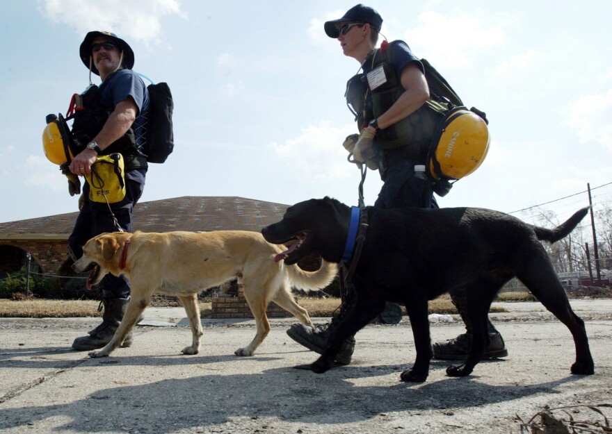 Orange County California Task Force 5 is aiding in the rescue efforts in Houston, Texas due to Hurricane Harvey. In this photo, rescue crews with dogs from Task Force 5 search house to house for people after Hurricane Katrina on September 9, 2005 in Braithwaite, Louisiana.