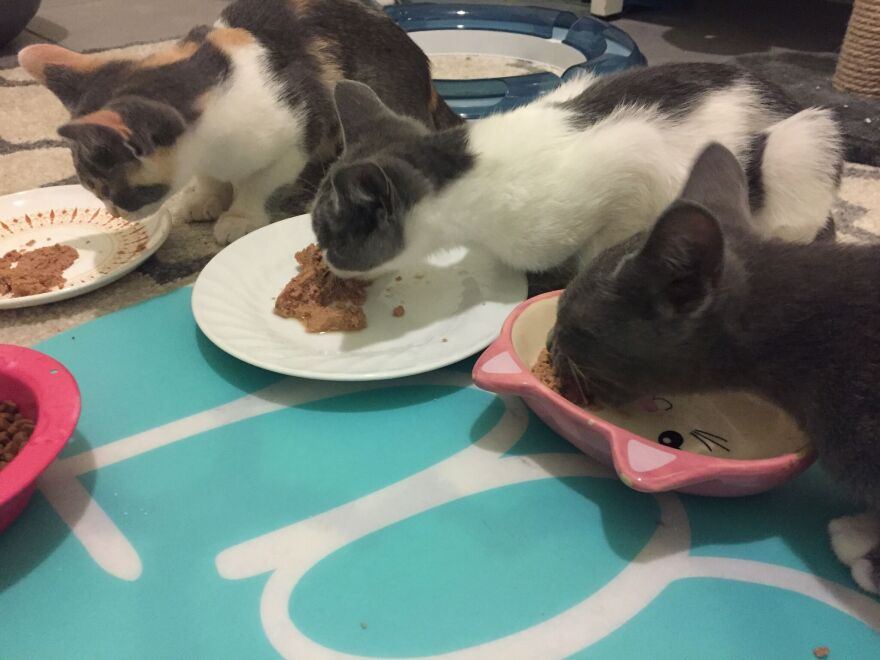 If dogs and cats in the U.S. made up their own country, their nation would rank fifth in global meat consumption.