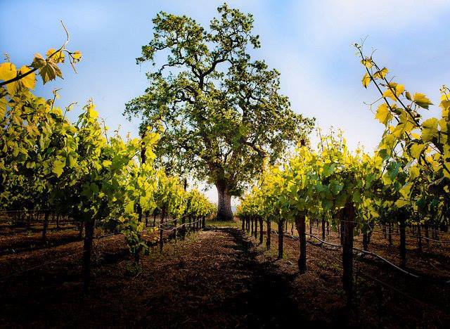 Photo of Russian River Vineyards.