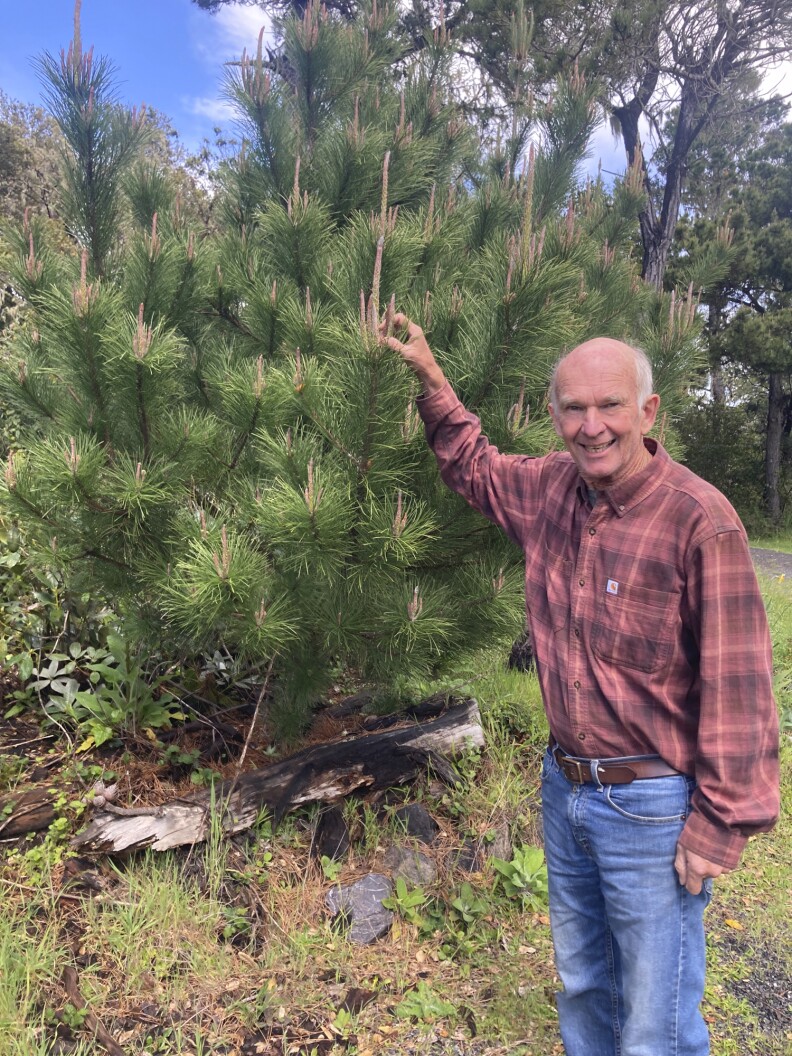 Male-presenting person wearing blue jeans, a brown leather belt, and a blush-colored flannel and has little gray hair. He proudly holds onto a piece of a pine tree and smiles towards the camera.