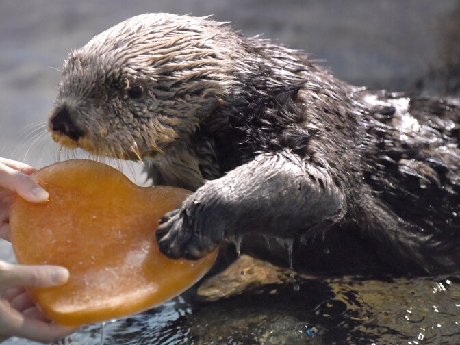 Fifteen year-old Alaskan sea otter 'Yutan' is given a heart-shaped piece of ice treat by his keeper at the aquarium at the Hakkeijima Sea Paradise amusement park in Yokohama, a suburb of Tokyo, on February 6, 2016.    AFP PHOTO / Toru YAMANAKA / AFP / TORU YAMANAKA        (Photo credit should read TORU YAMANAKA/AFP/Getty Images)