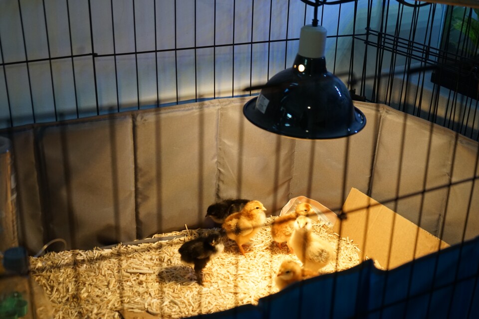 Golden and black chicks assemble under a heat lamp. They're in a black pen and there's hay beneath them. A bit of cardboard peeks out beneath the hay.