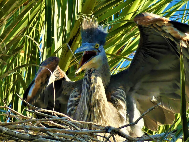 A large great blue heron with its wings spread and mouth open looking toward the camera. It has what looks like a scraggly mohawk on its head and yellow eyes.