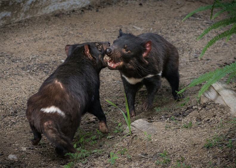 Two Tasmanian devil brothers are now on display at the LA Zoo, one of only four U.S. zoos to host the marsupials.