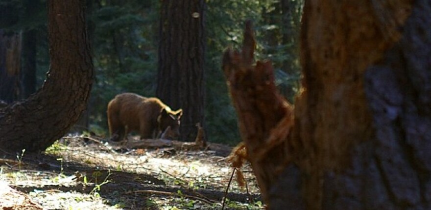 black_bear_sighting.jpg