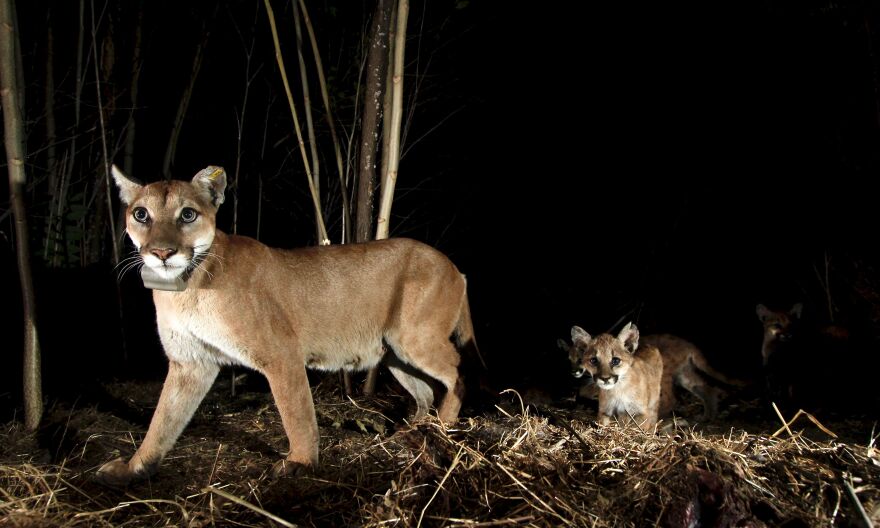 An adult mountain lion walks in a grassy clearing at night with several mountain lion kittens behind her.