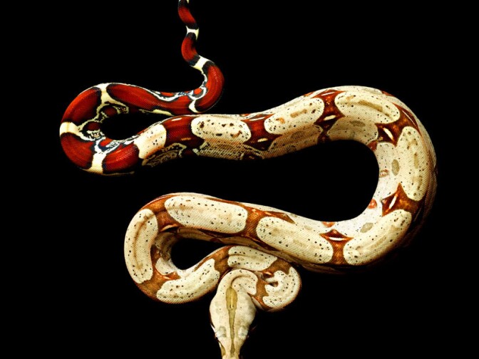 Red Tail Boa