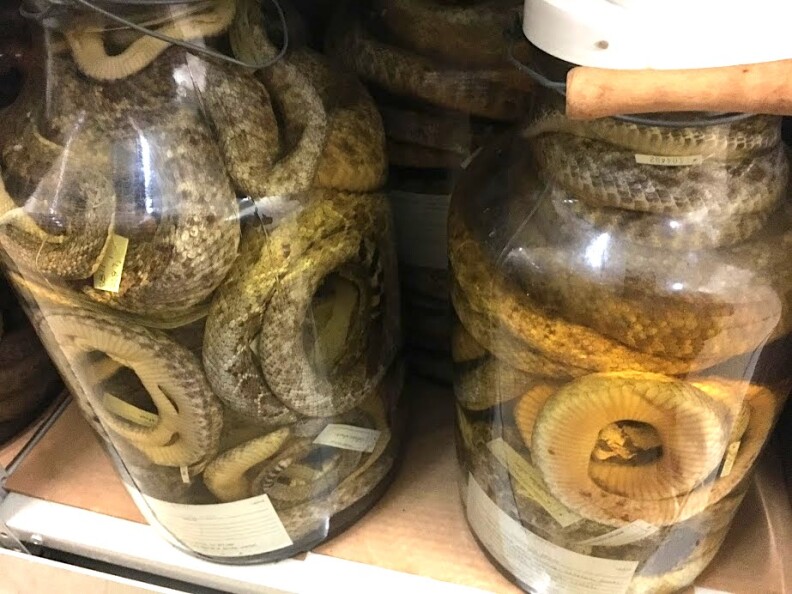 Jars of rattlesnakes.