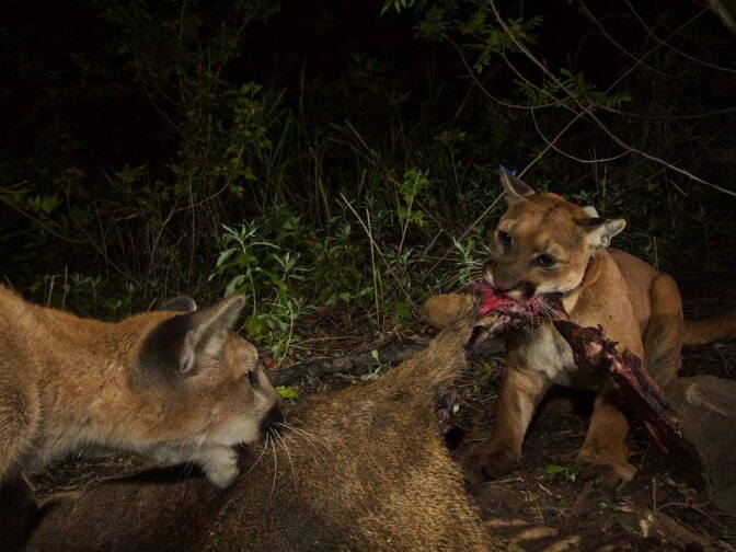 National Park Service: "Our remotely triggered camera captured more than 1000 photos at this location, and this is one of the rare photos with two of the mountain lions actually eating at the same time. In the majority of the shots, they seem to be taking turns."
