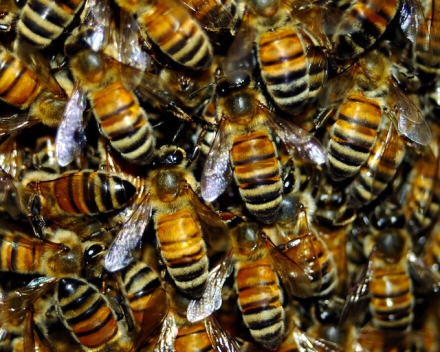 bees.jpg
